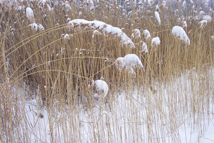 Snow 012.jpg